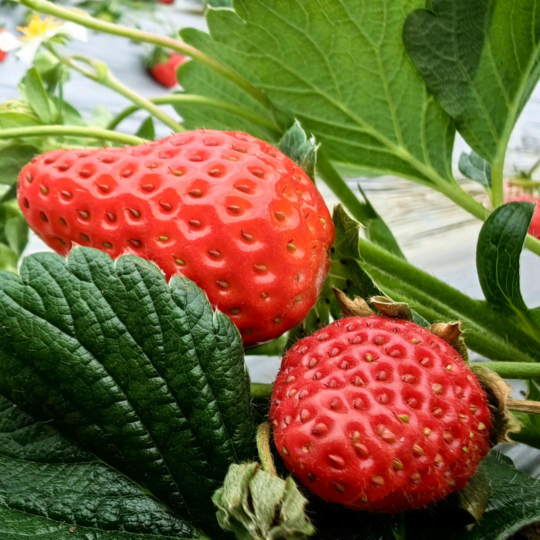 阿连