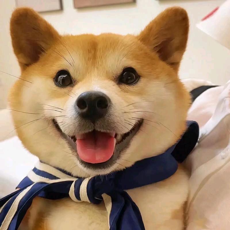 萌宠小天使