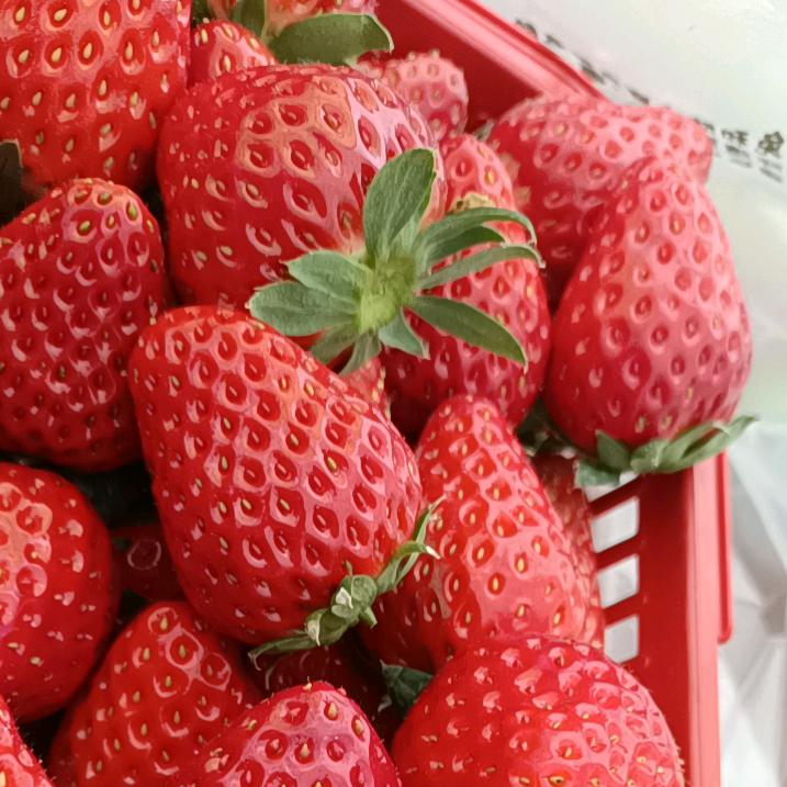毛豆豆