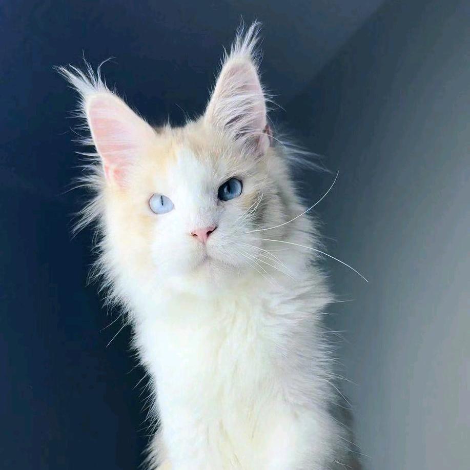 猫栈