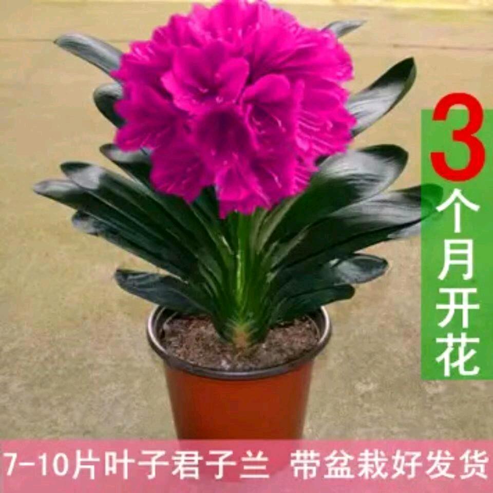 美好的人生