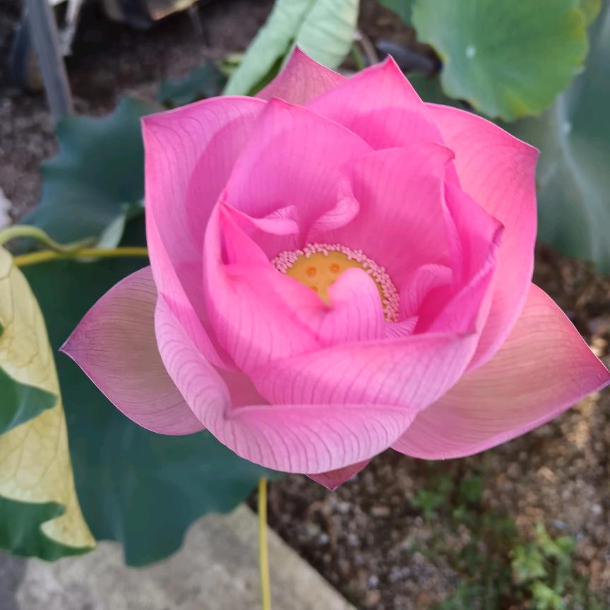 猫咪🌸