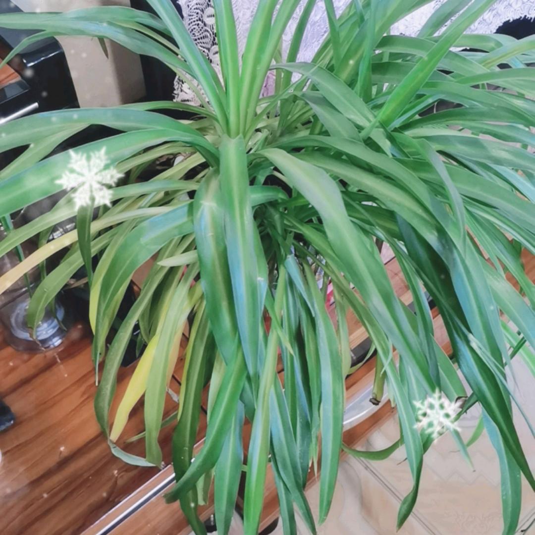 ❤️🌺忍🌺❤️