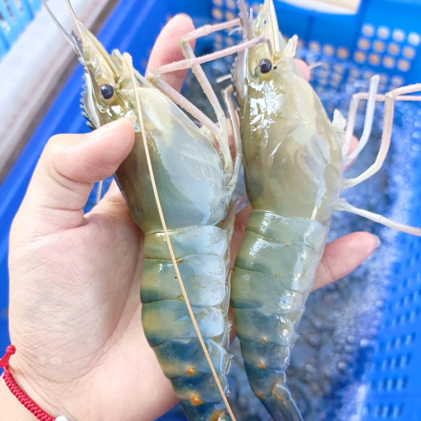 卖虾小伙.🦐满