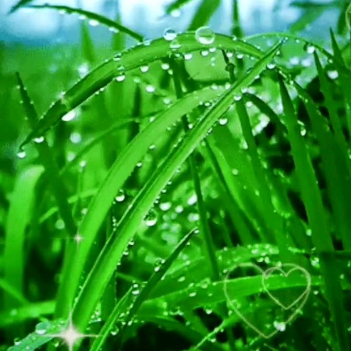 自由飞翔