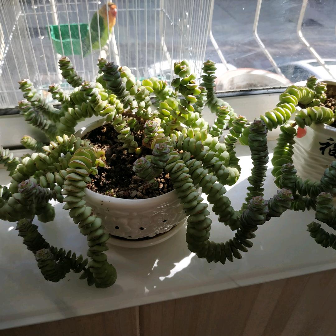 曹苗芸芕