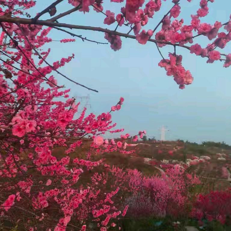 桃之夭夭桃小夭