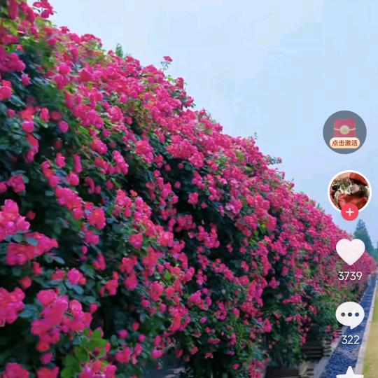 花开的时候心情