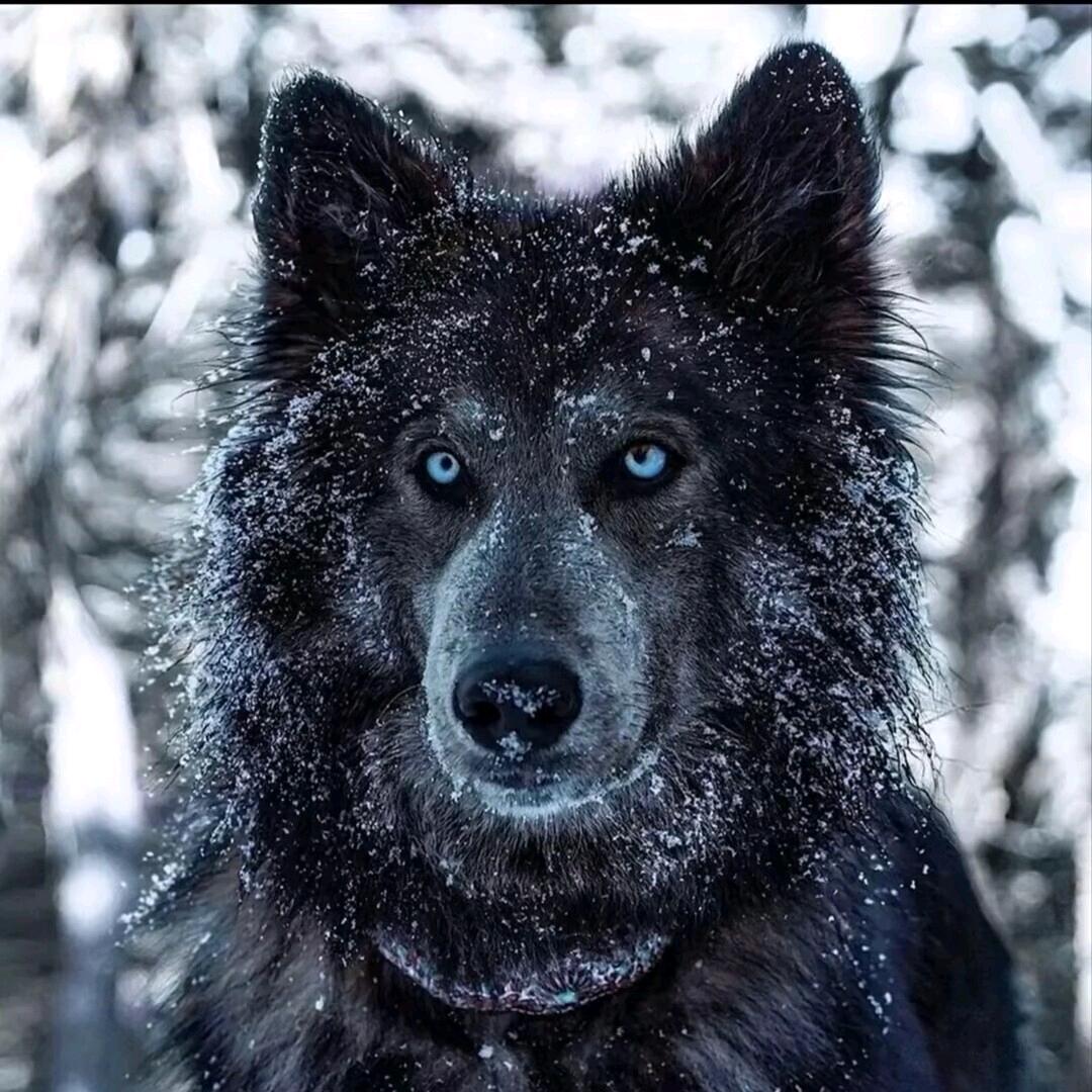 狗狗中转站-嘴哥