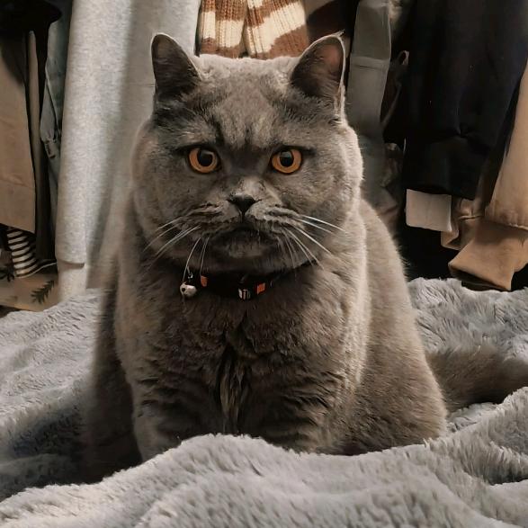 胖灯泡和小哇塞