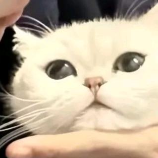 吉祥苑头像