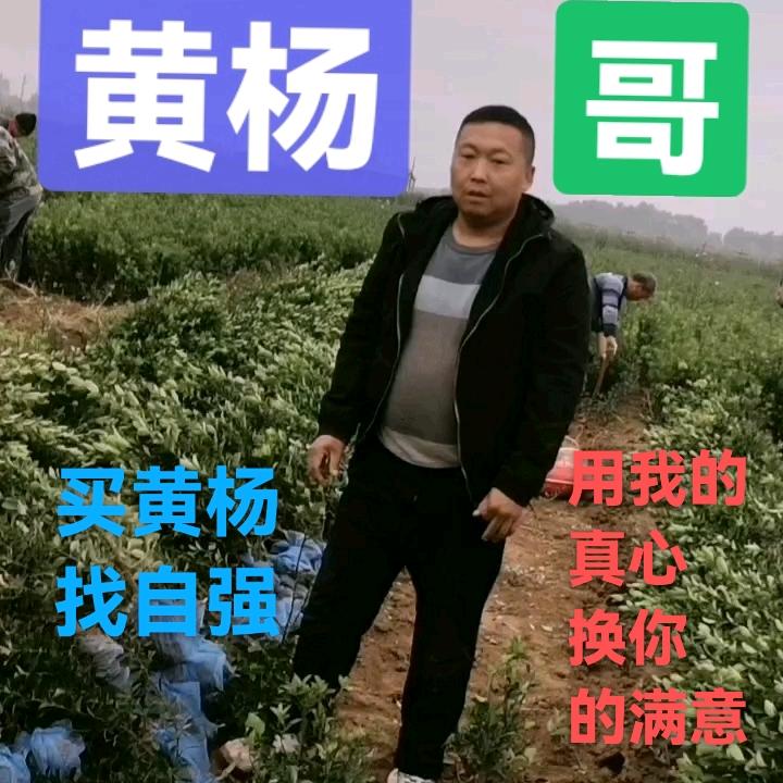 黄杨哥大地苗木绿化有限公司