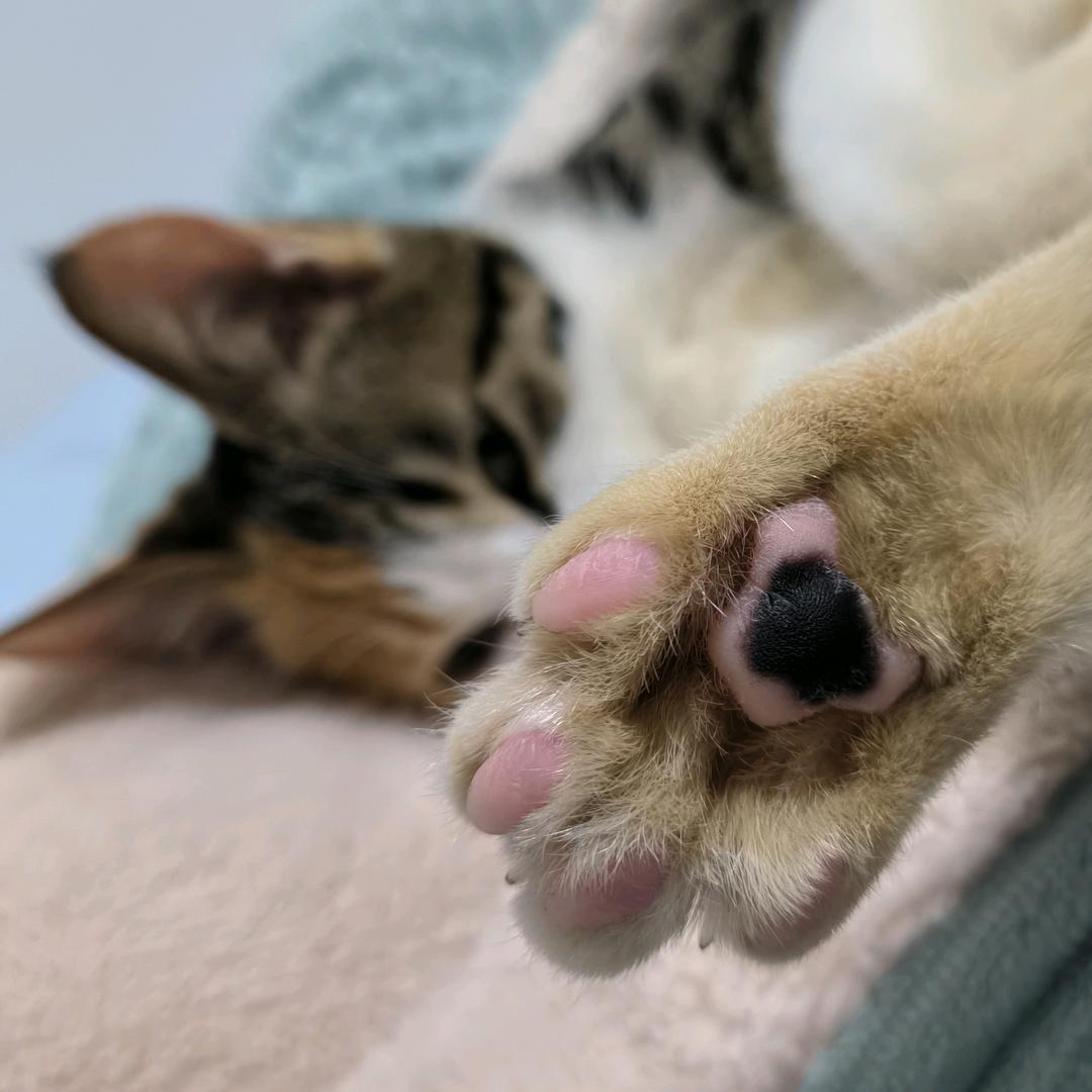 瓜皮是个二皮脸