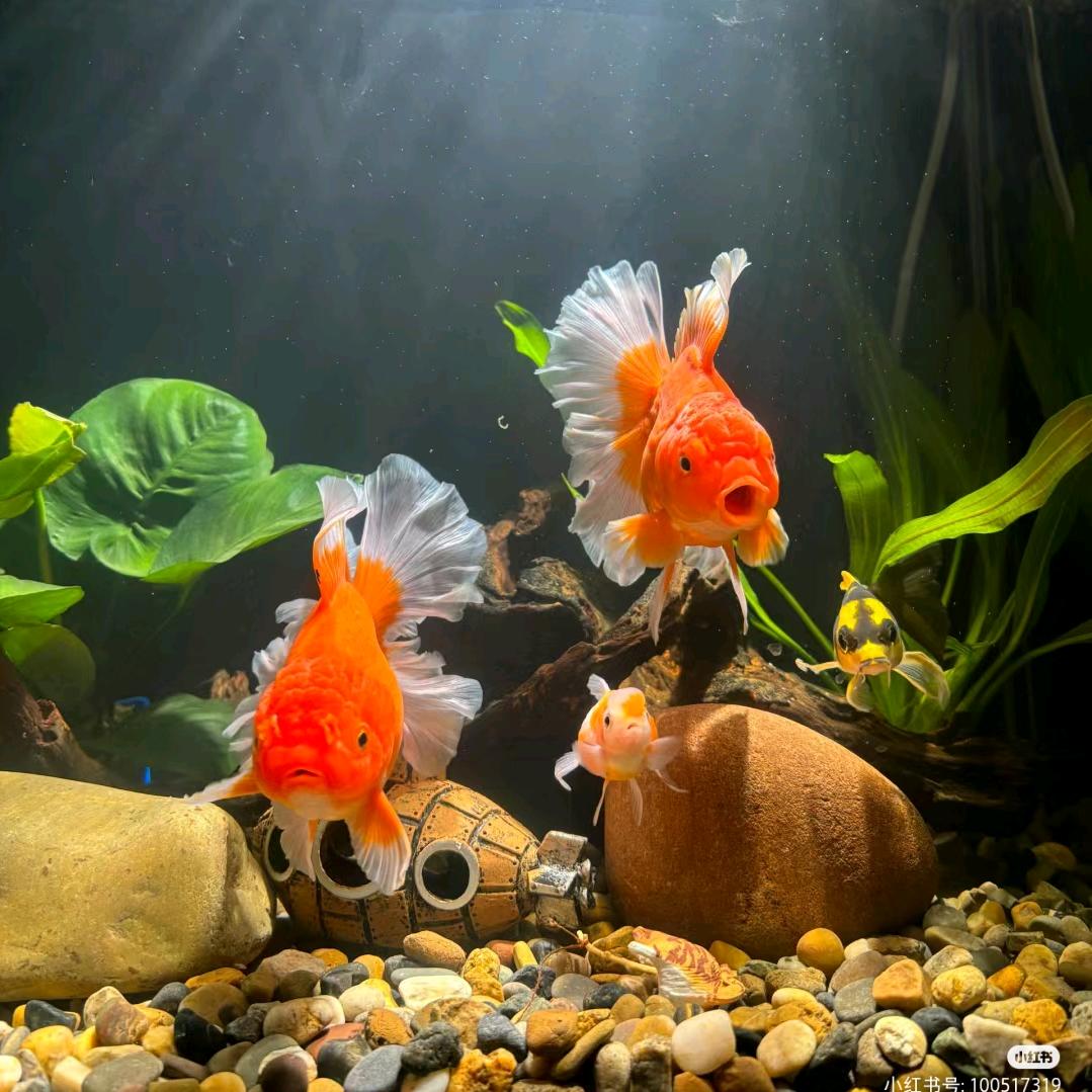 佳佳水族馆