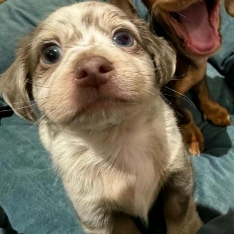 什么什么芒狗（宝妈版）