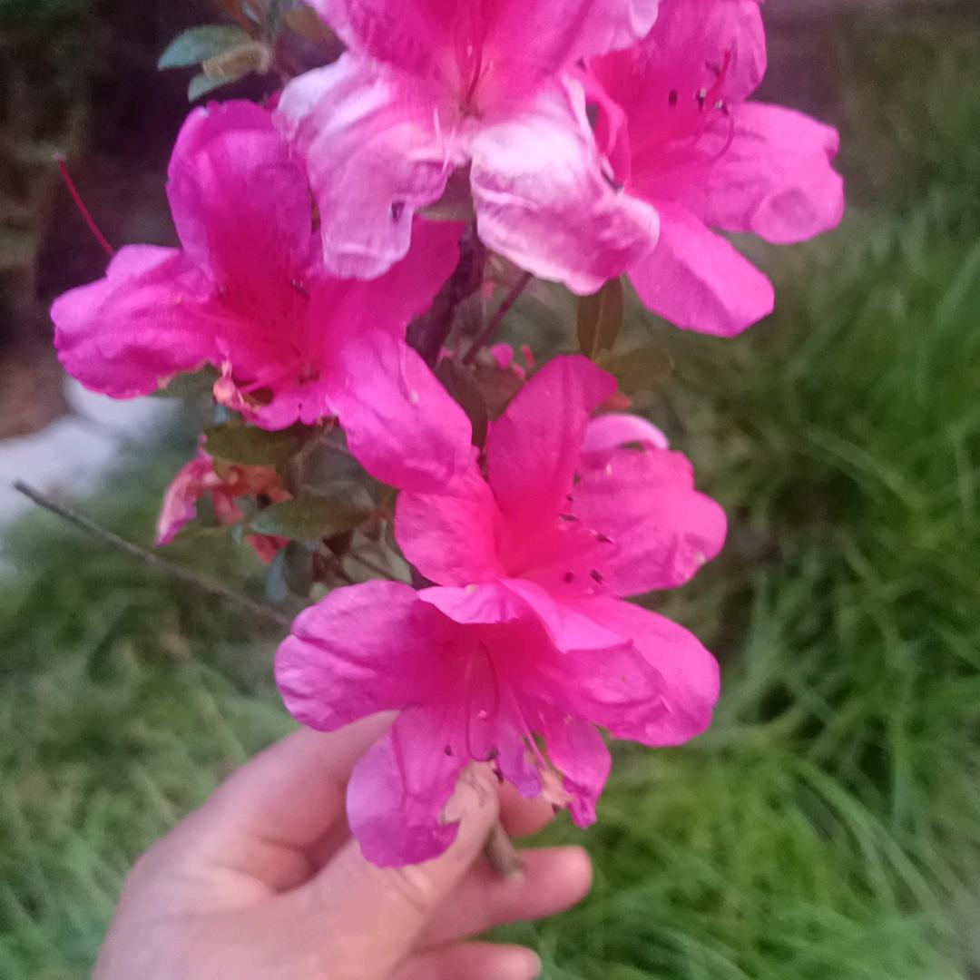 花🌸好月圆