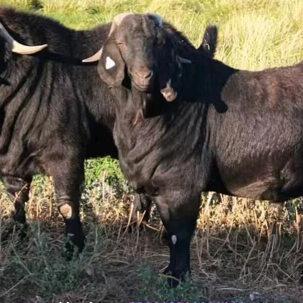 农村小妹代办各种牛羊