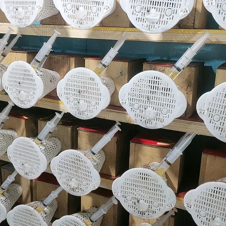 六盘水蜂蜂养殖厂