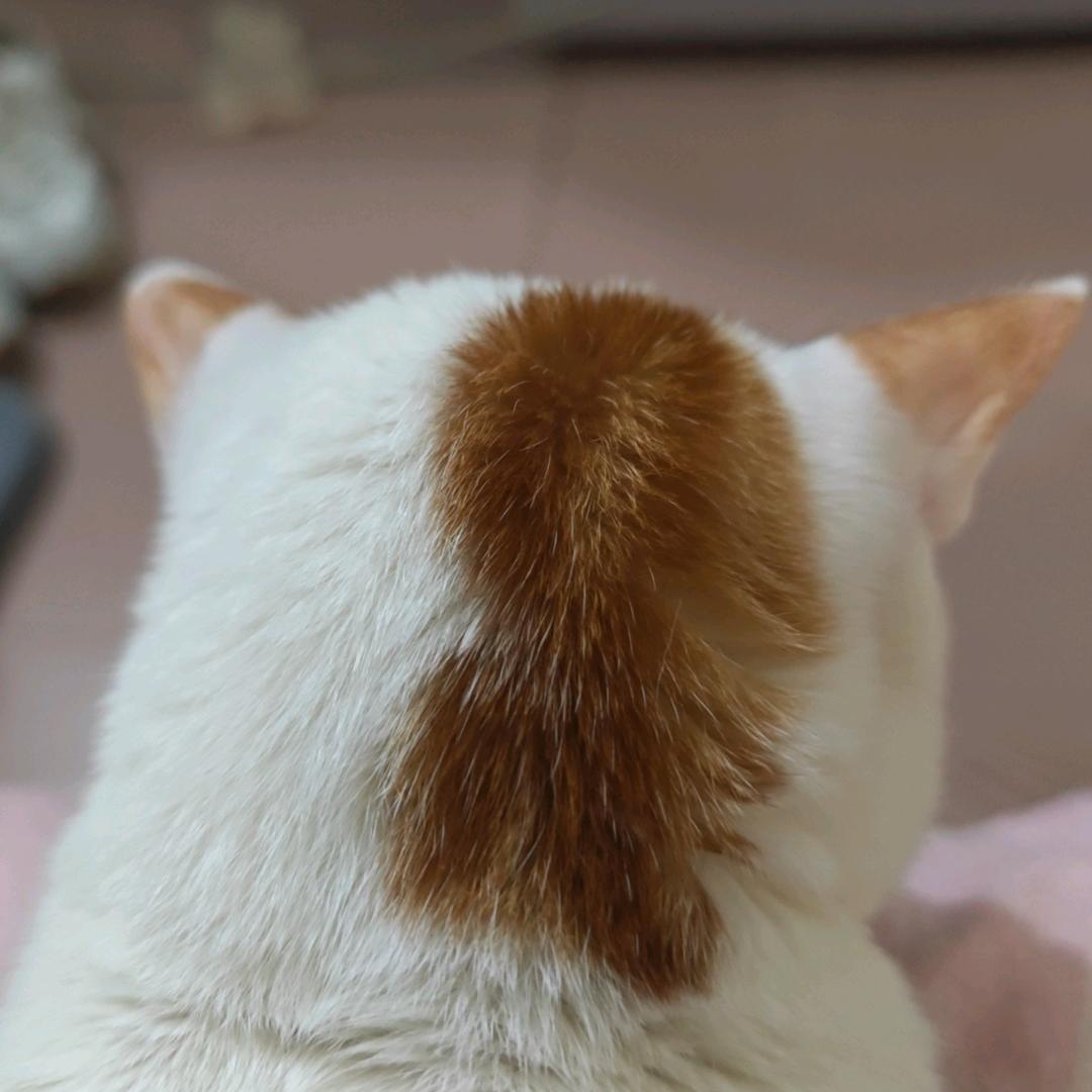 🌈張渔小丸子