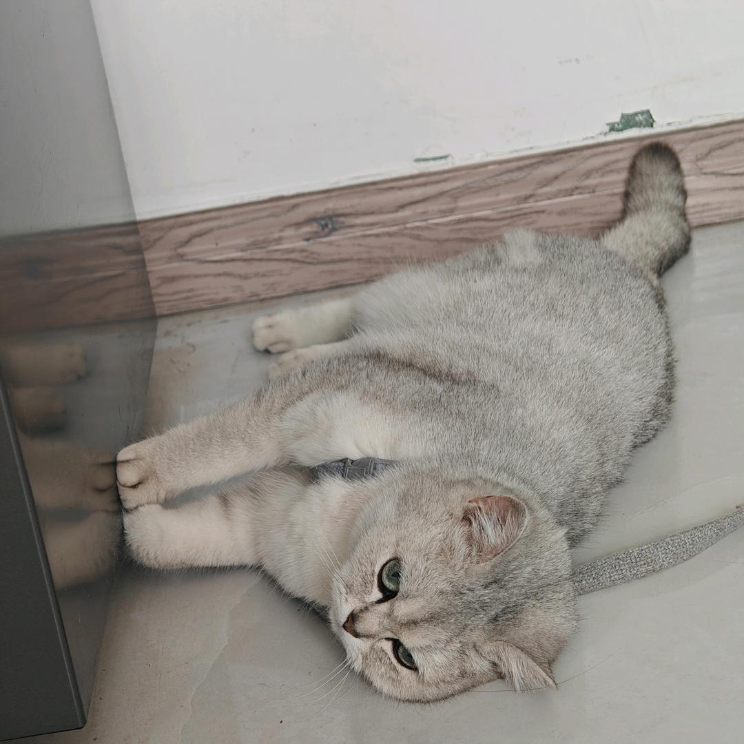 叼叼猫儿