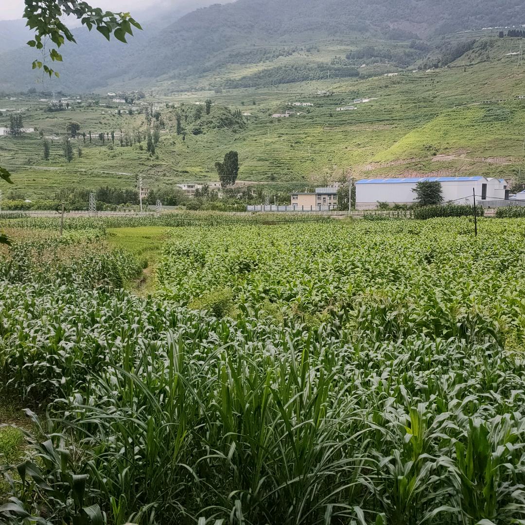 我爱我的家乡，四川凉山。