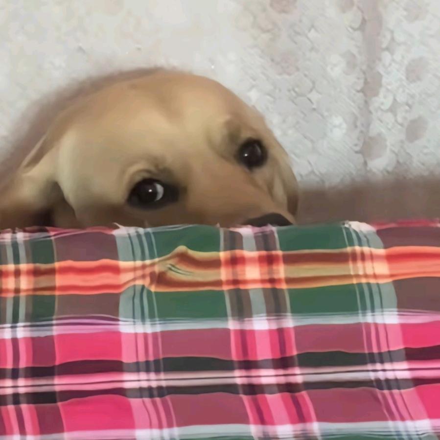 ღ.是竹子啊🍃ღ