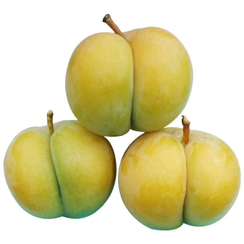 黔农苗圃