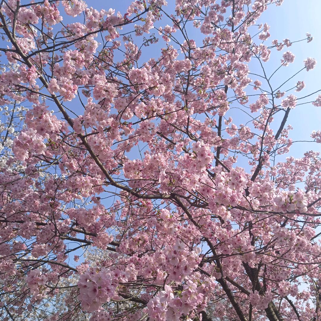 萍