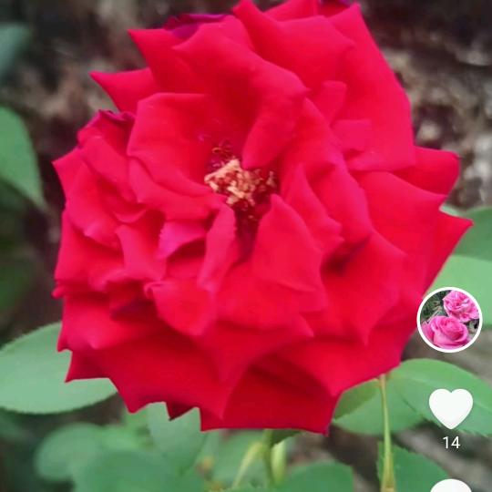 🦋ꦿ໊快乐᭄🕊随心᭄ꦿᩚ٭🌹