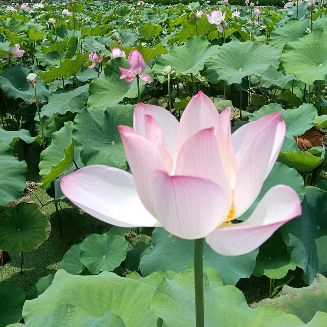 惜缘今生
