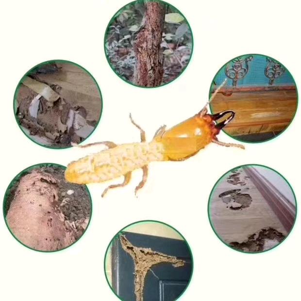 白蚁防治·除虫灭鼠-厦门