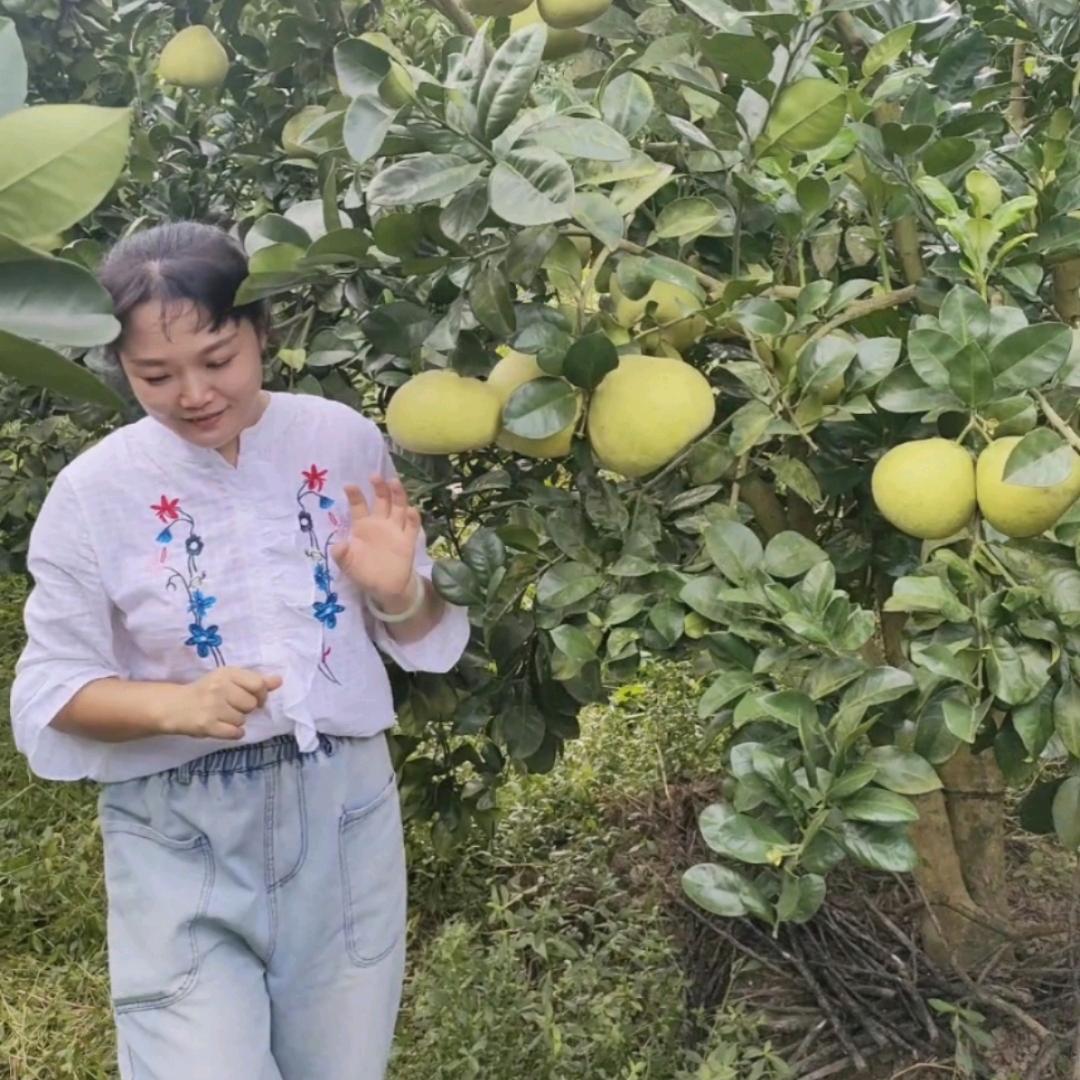 福建小花