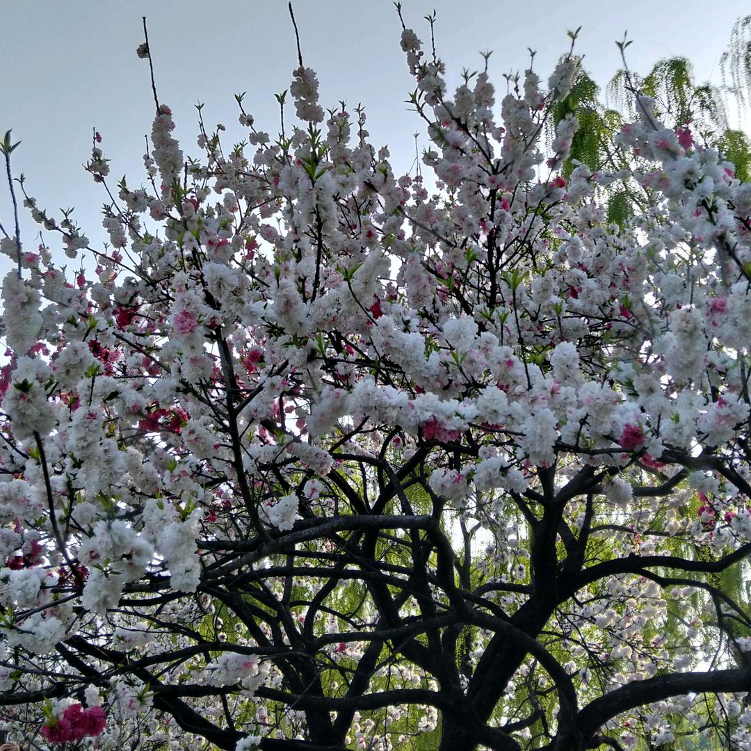 明年的早晨🍊