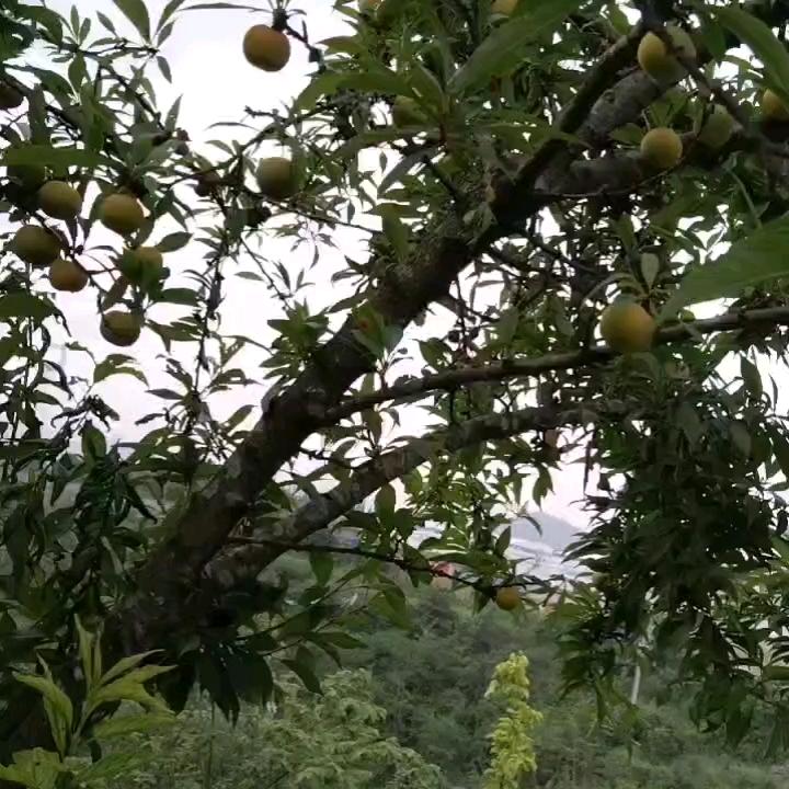 小珍珍