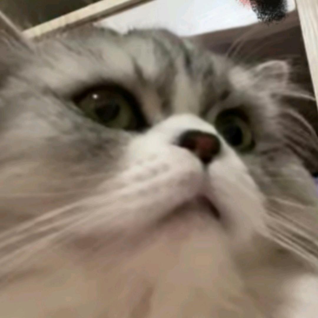 脆芯豆