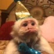 吗喽的命也是命