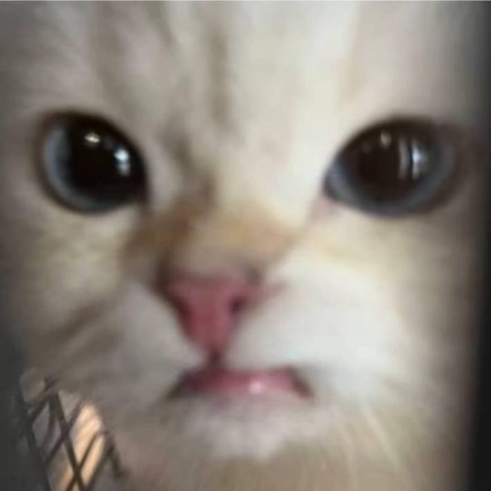 酒酿桃水