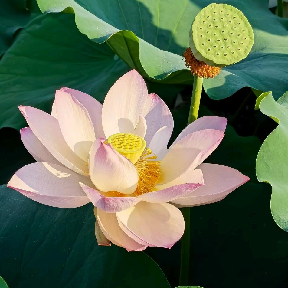 欧阳疯