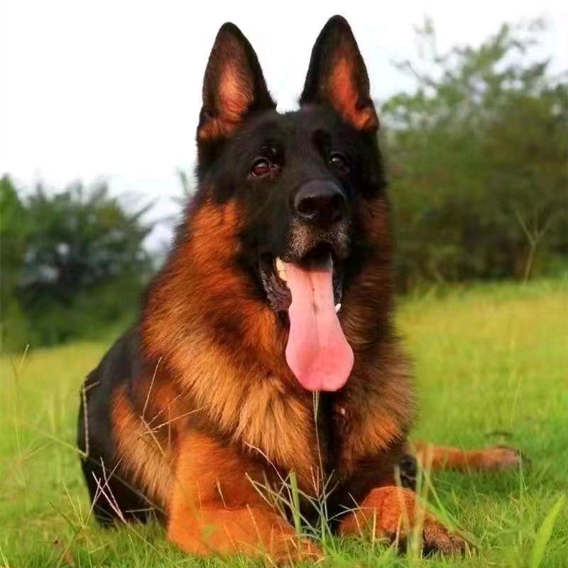 🌹一别两宽🌹（7753191）