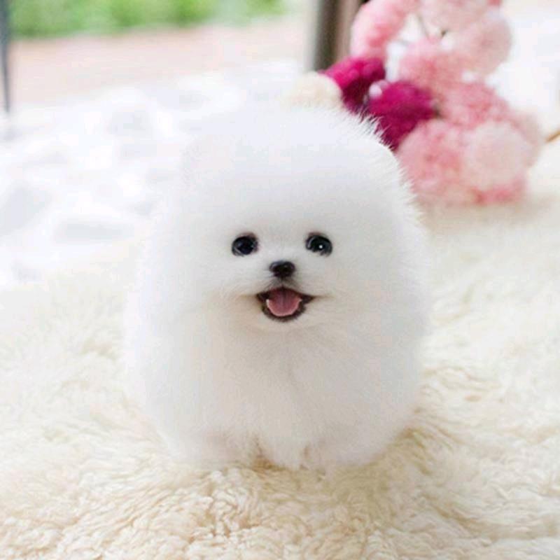 小鹏