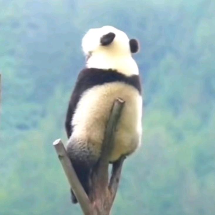 迷糊  🐛