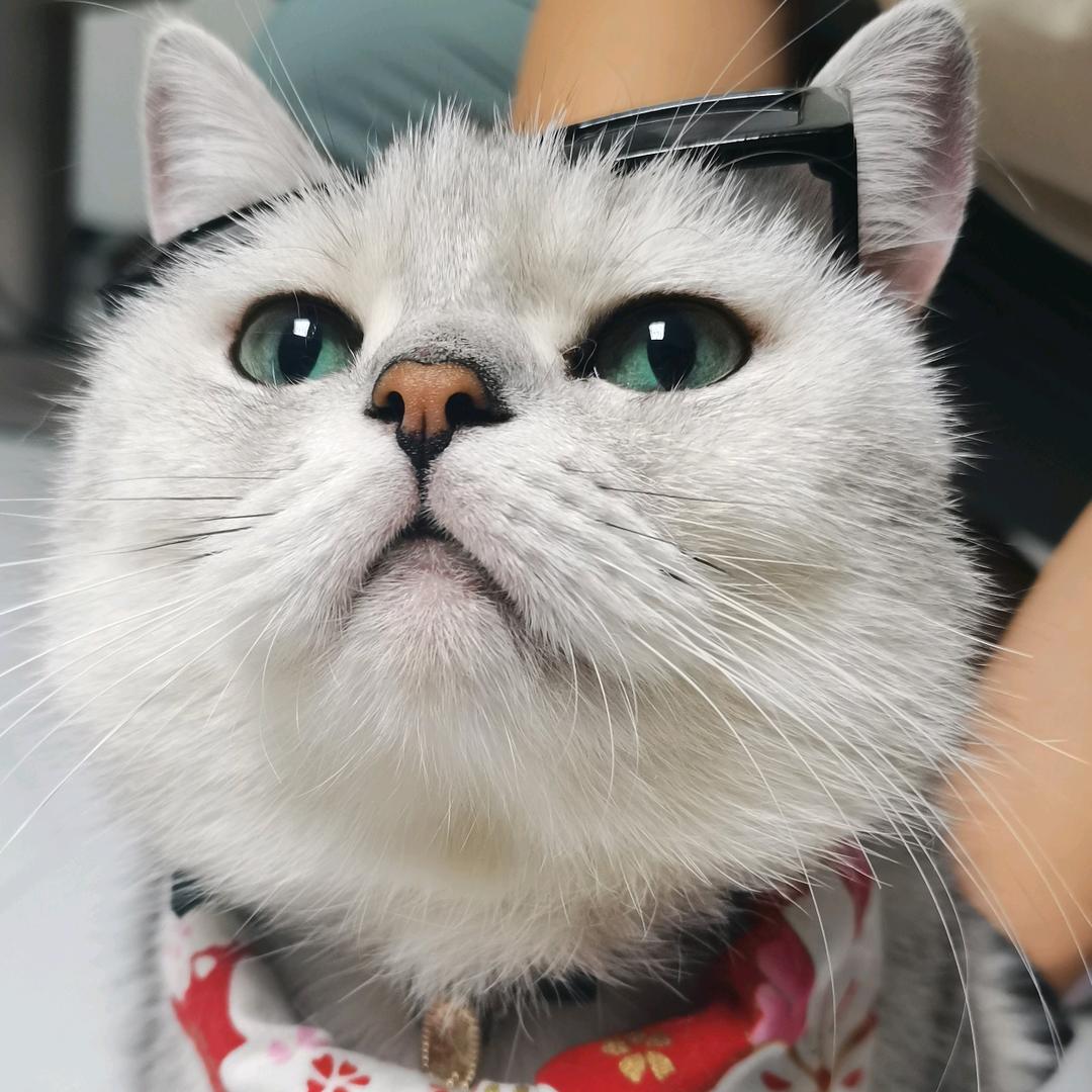 懒猪plus
