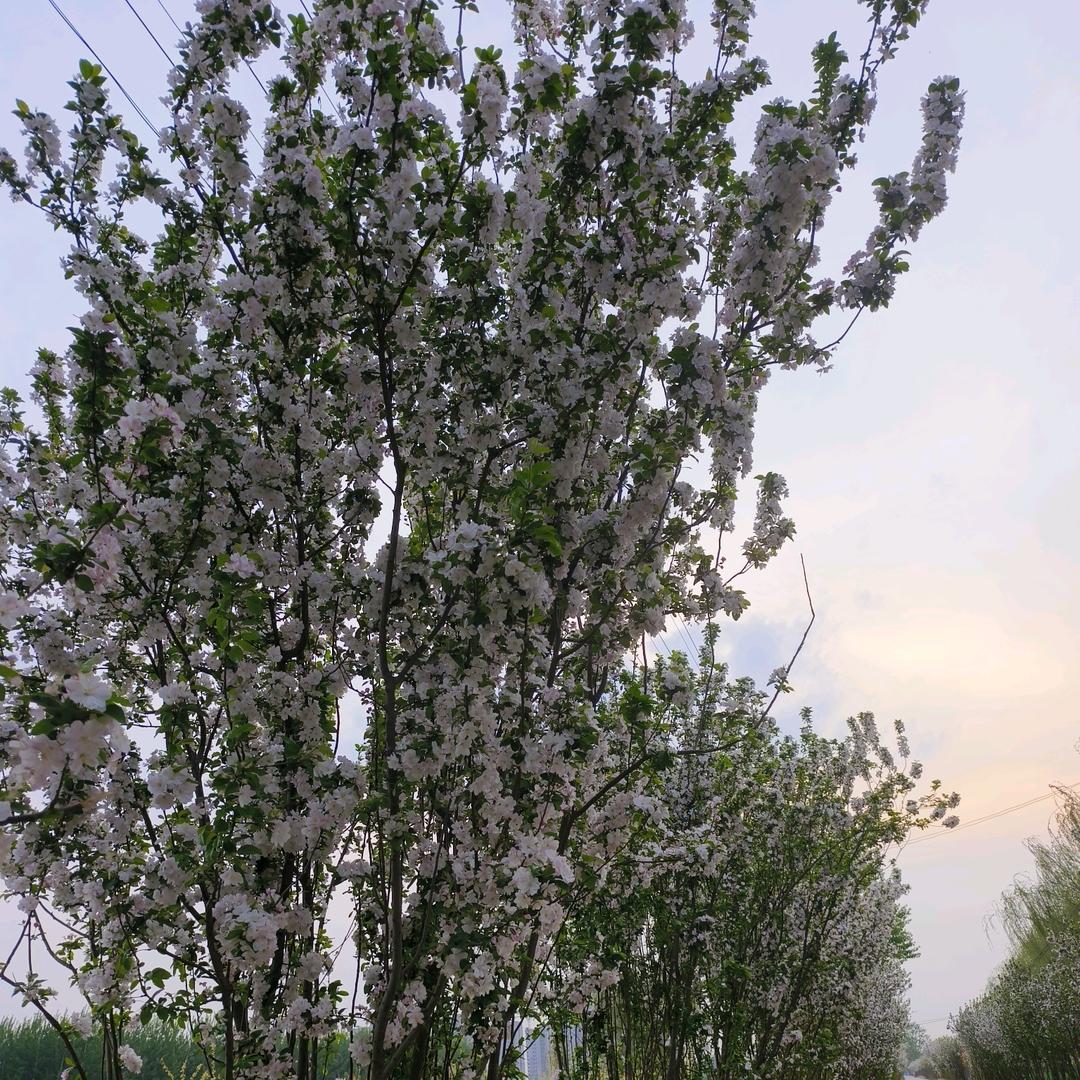 清风明月晓星尘