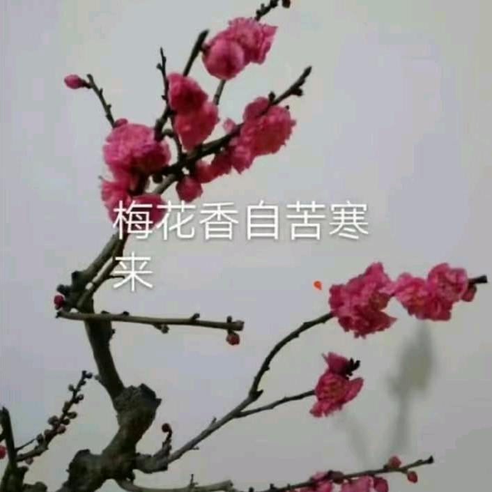 红梅傲雪