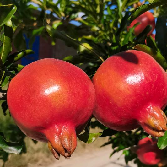 ヽ(｡･ω･｡)ﾉ沉默⚈₃⚈是金