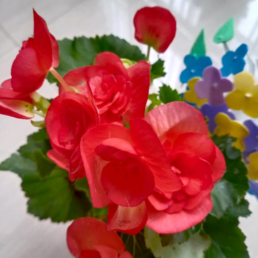 平安是福🌷🌷🌷