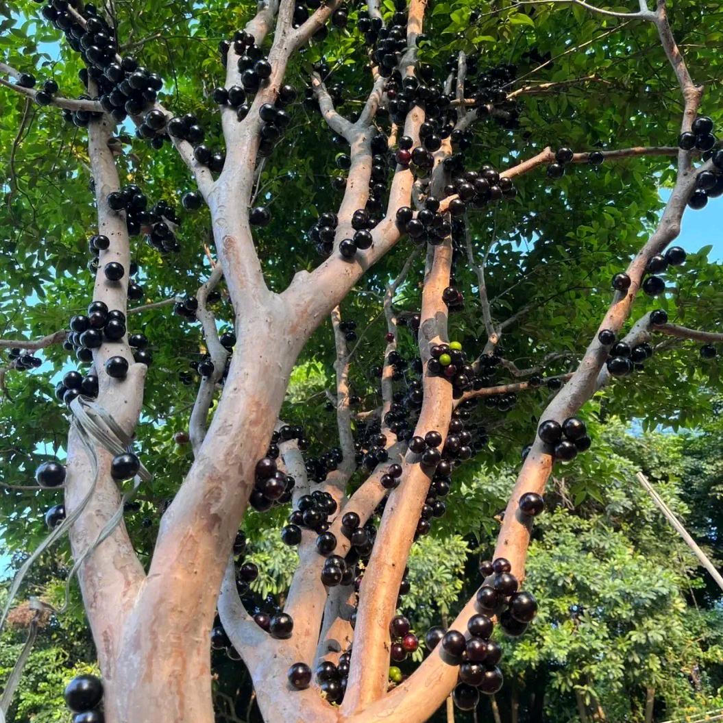 南粤树葡萄种植场