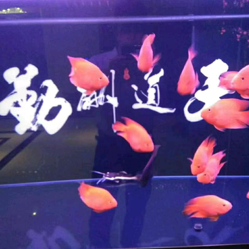 ꧁ღ 渔乐圈 ꧂🐟