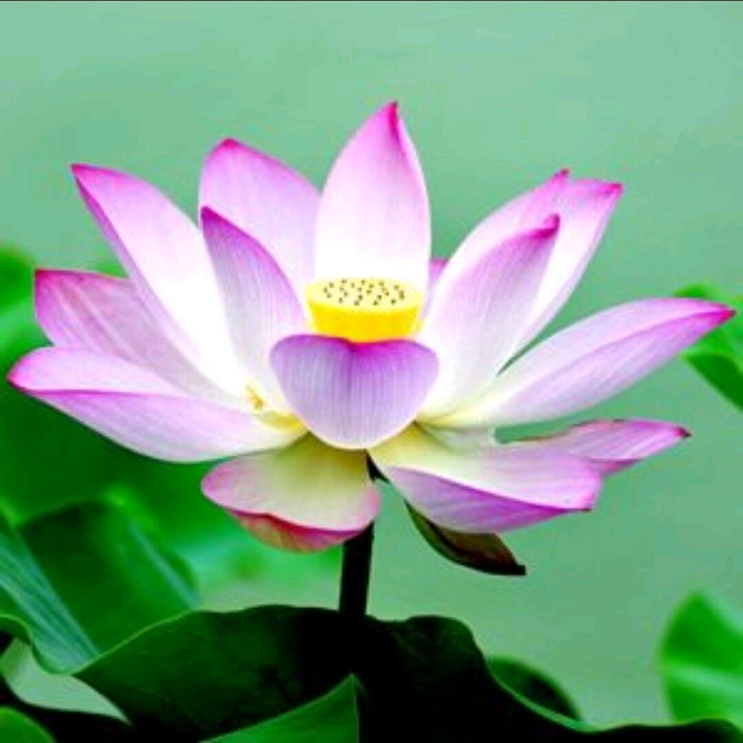 花开富贵ㅤ
