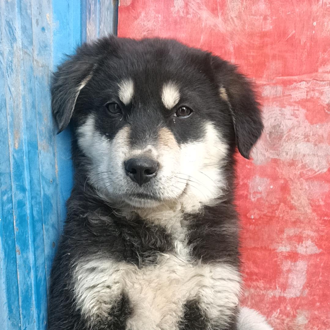 麒麟犬夜叉